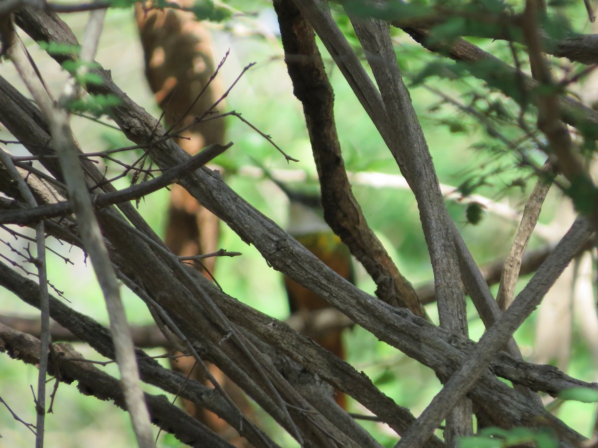 Rufous-tailed Jacamar - Alejandra Rendón | Warbler Tours