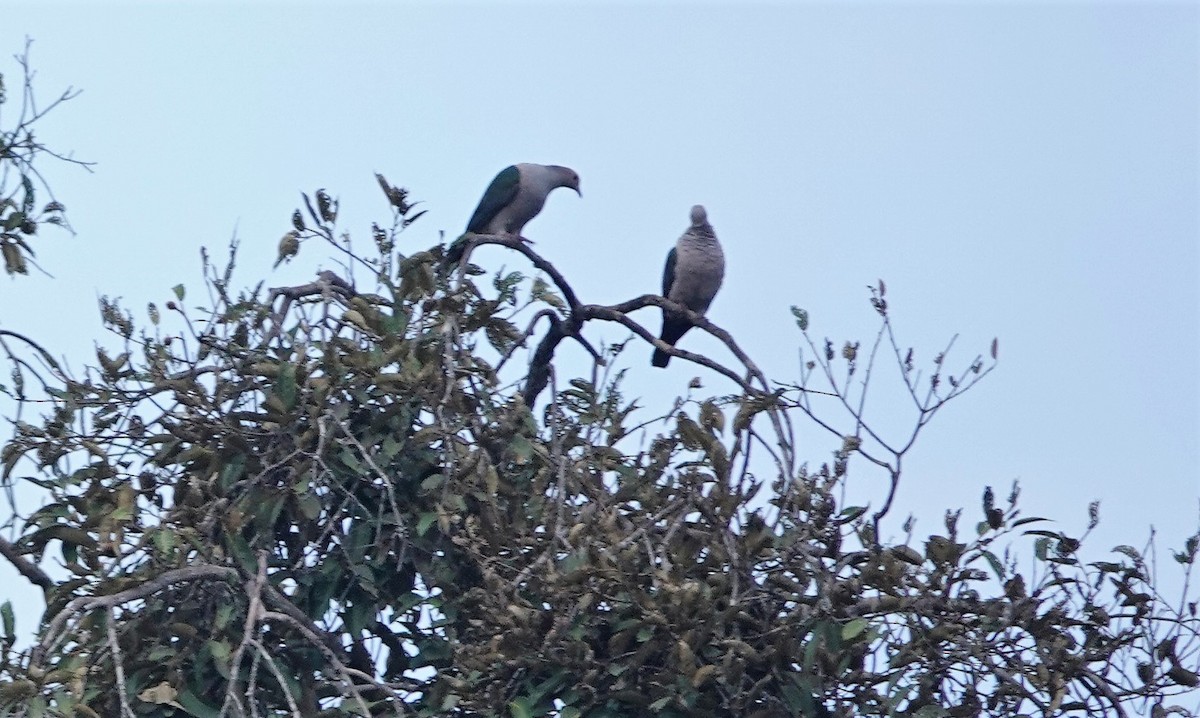 Green Imperial-Pigeon - ML189140881