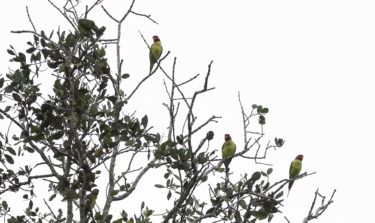 Long-tailed Parakeet - David Fraser