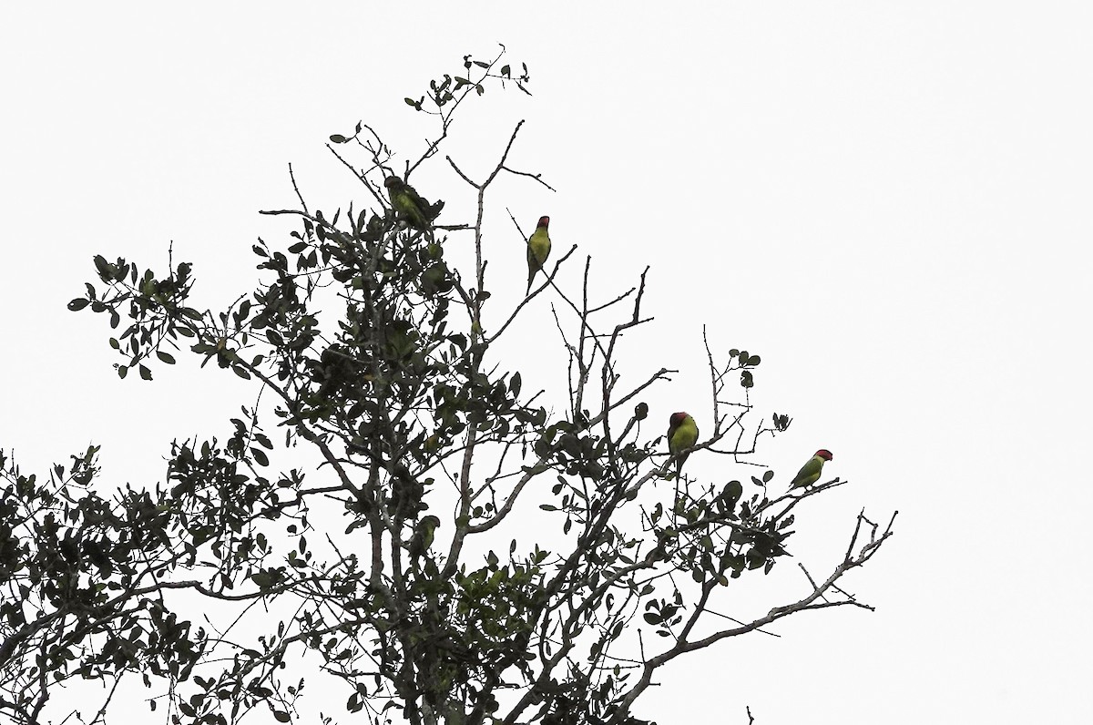 Long-tailed Parakeet - ML189142211
