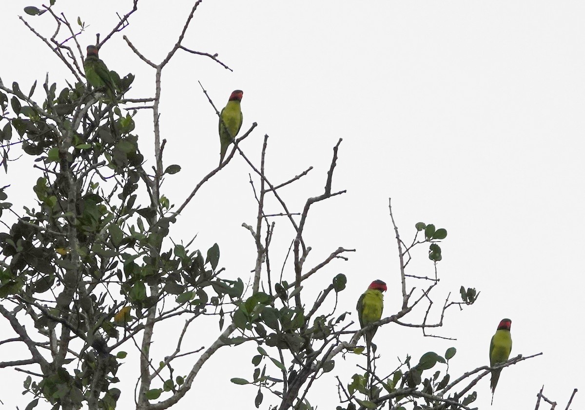 Long-tailed Parakeet - ML189142351