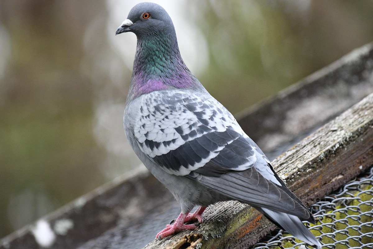 Rock Pigeon (Feral Pigeon) - ML189145581