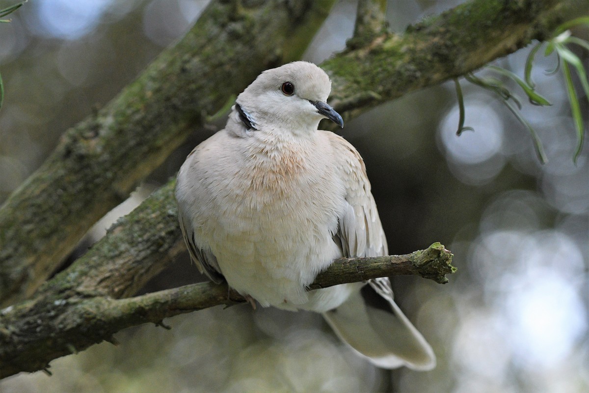 African Collared-Dove - ML189145721