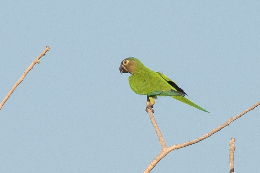 Brown-throated Parakeet - Brad Dawson