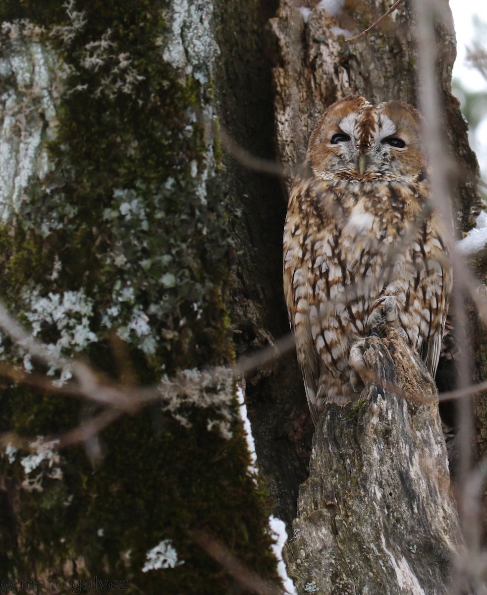 Tawny Owl - ML189148691