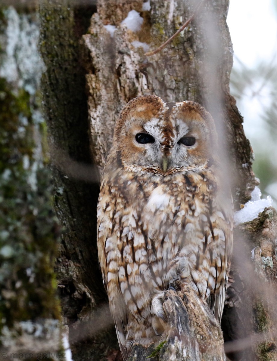 Tawny Owl - ML189148701