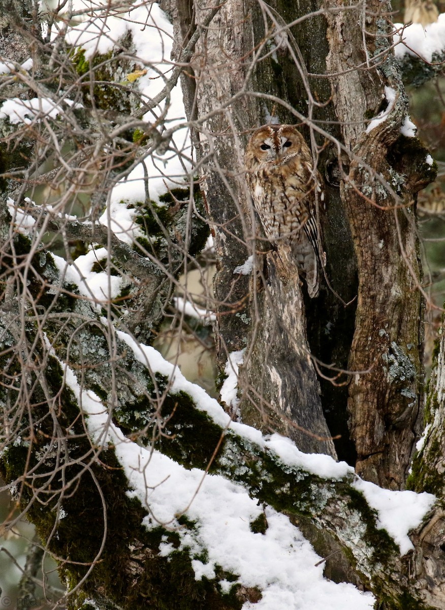 Tawny Owl - ML189148711