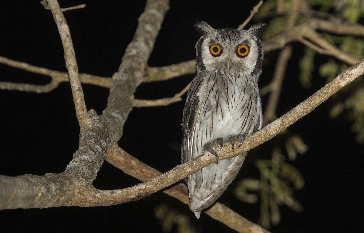 Southern White-faced Owl - Zak Pohlen