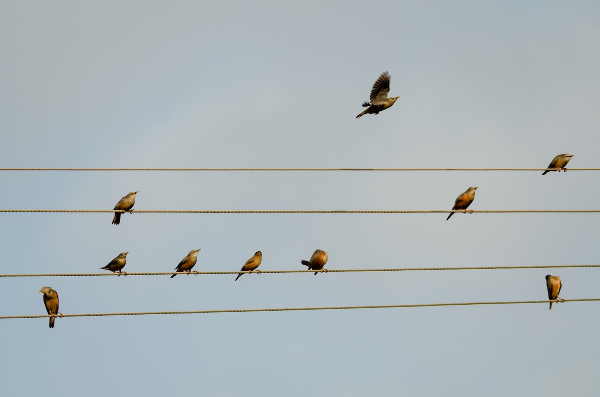 Chestnut-tailed Starling - Ramesh Desai