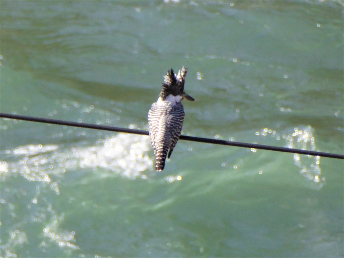 Crested Kingfisher - ML189151441