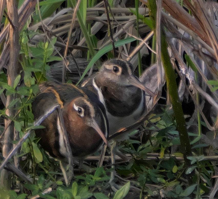 Greater Painted-Snipe - ML189153091