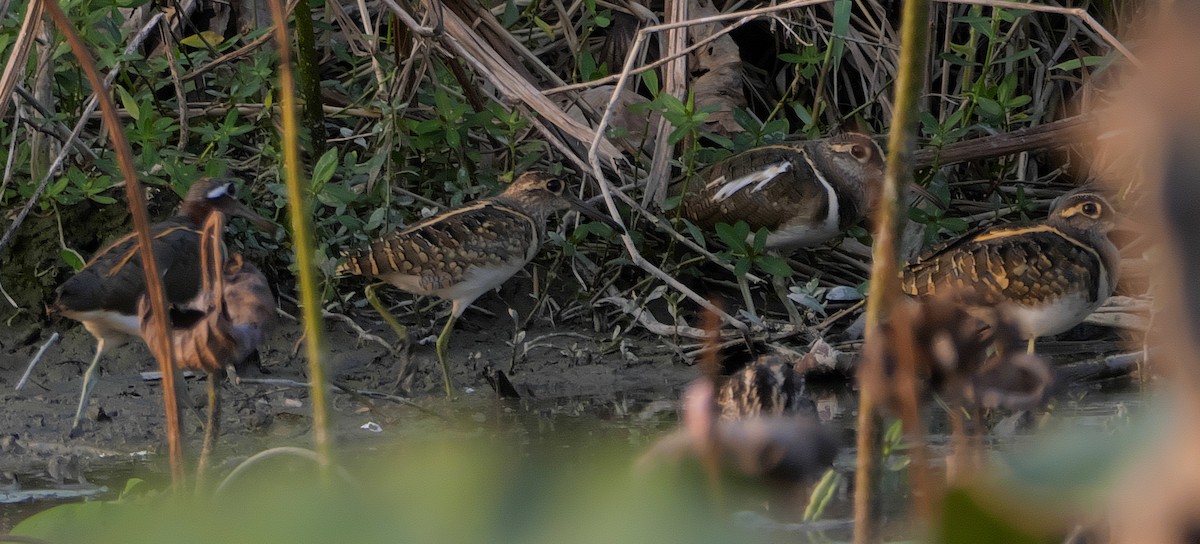 Greater Painted-Snipe - ML189153161