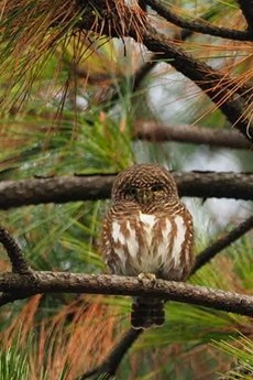 Collared Owlet - ML189154951