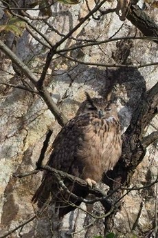Eurasian Eagle-Owl - Xueyan Guan