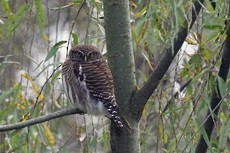 Asian Barred Owlet - ML189155611