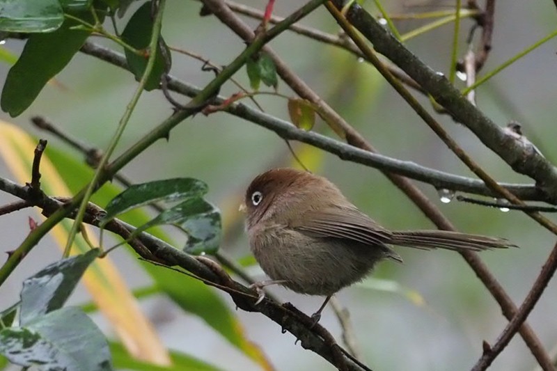 Spectacled Parrotbill - ML189155891