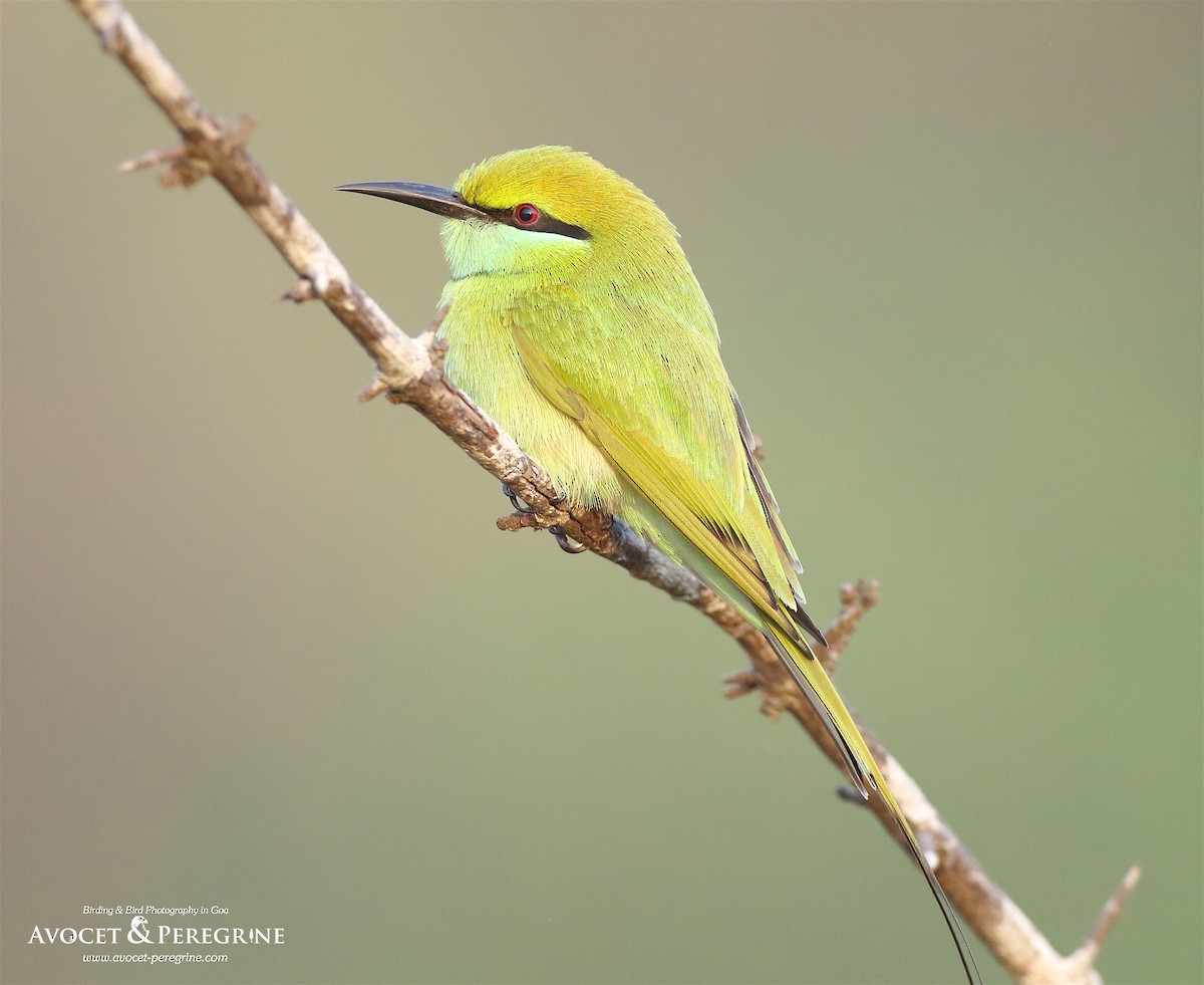 Asian Green Bee-eater - Savio Fonseca (www.avocet-peregrine.com)