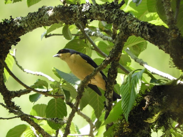 Fawn-breasted Tanager