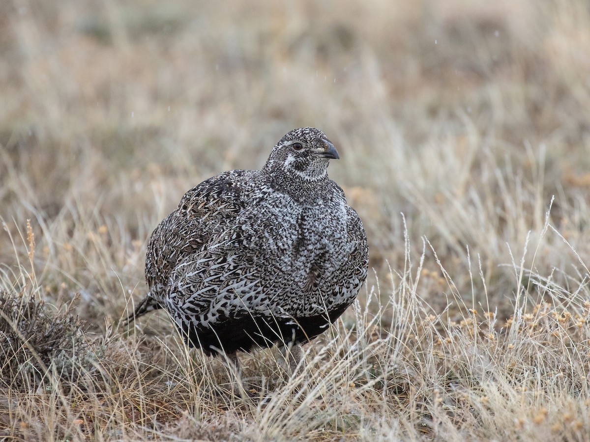 Greater Sage-Grouse - ML189162811