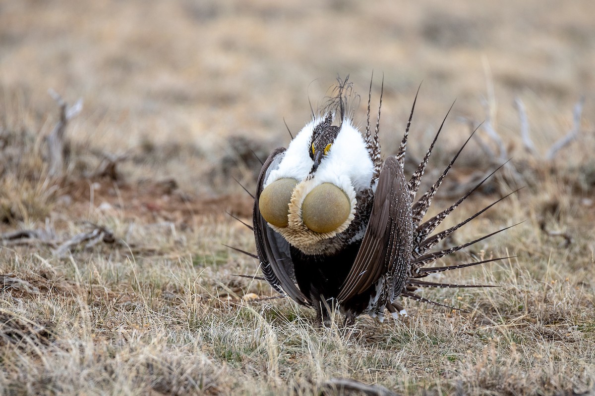 Greater Sage-Grouse - ML189163071