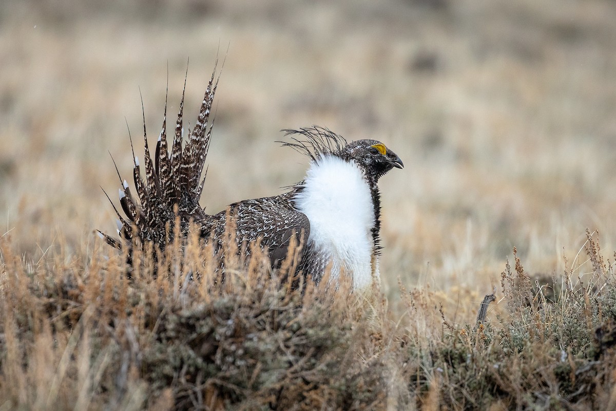 Greater Sage-Grouse - ML189163081