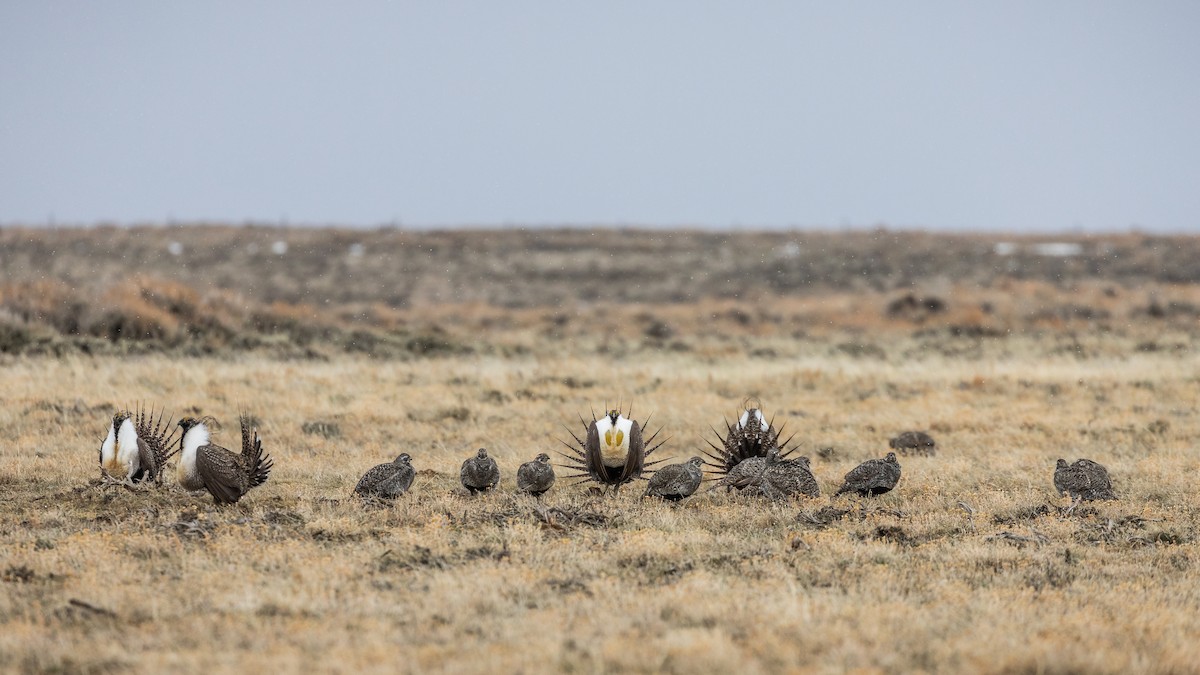 Greater Sage-Grouse - ML189163091