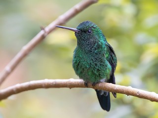  - Western Emerald