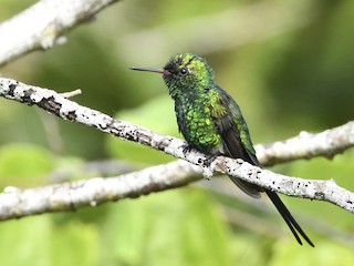  - Golden-crowned Emerald