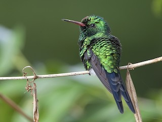 Cozumel Emerald - Cynanthus forficatus - Birds of the World