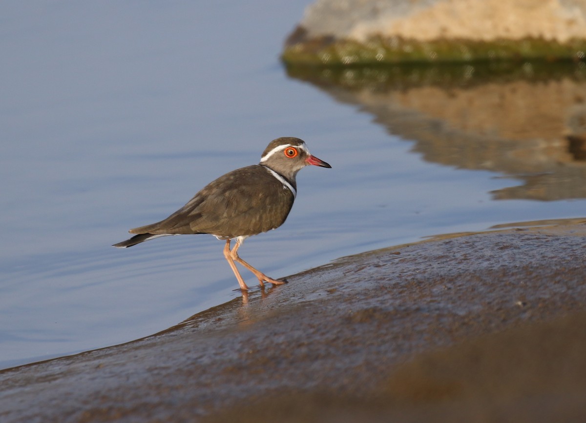 Three-banded Plover - ML189164321