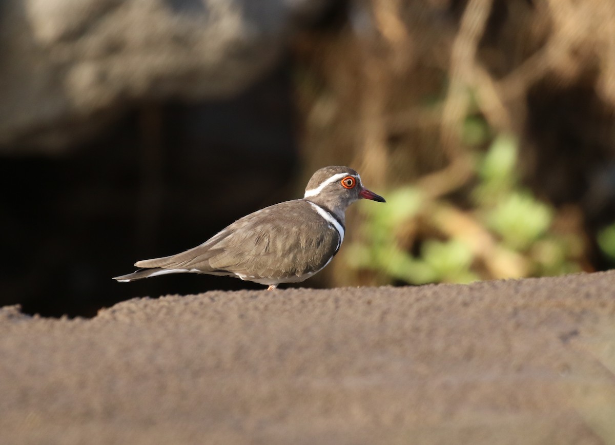 Three-banded Plover - ML189164331