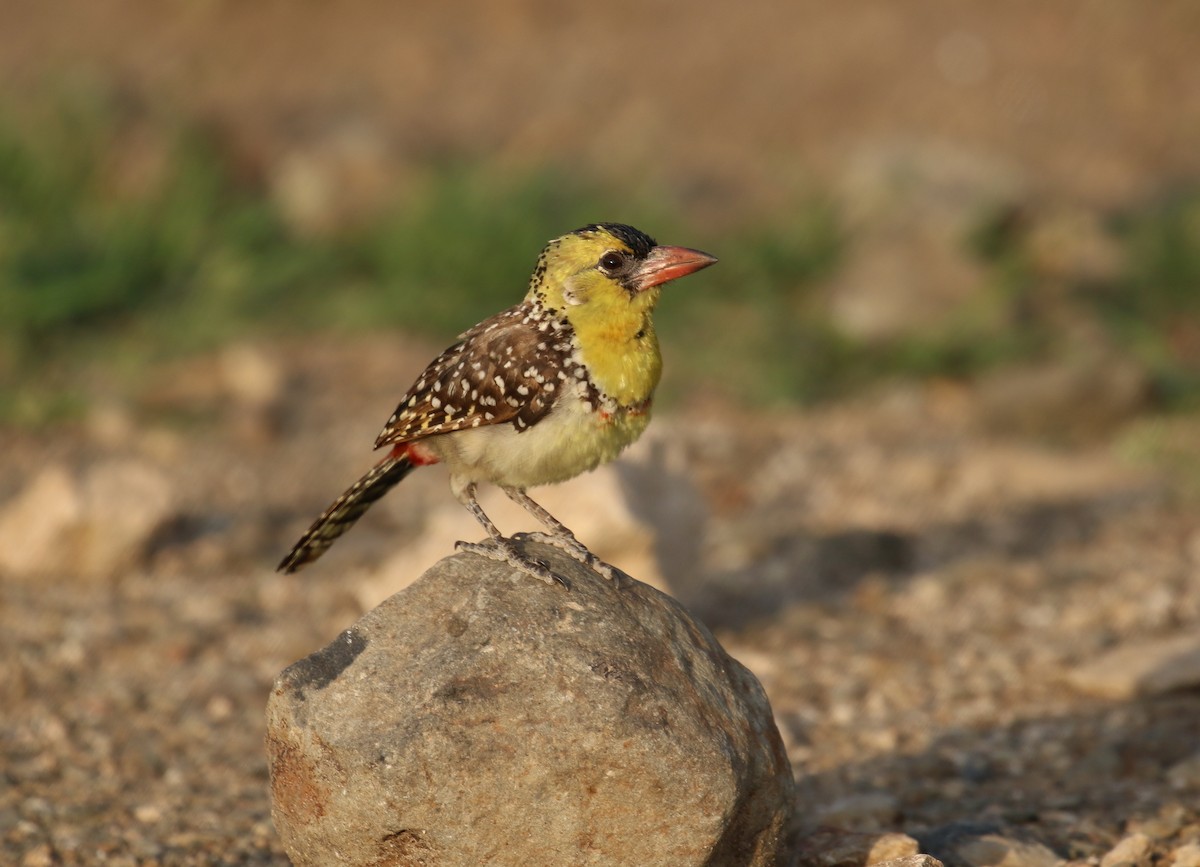 Yellow-breasted Barbet - ML189164481