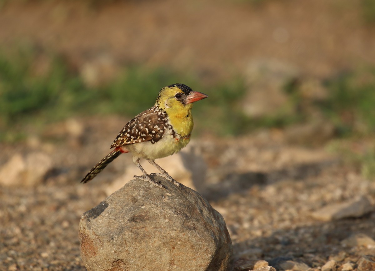 Yellow-breasted Barbet - ML189164501