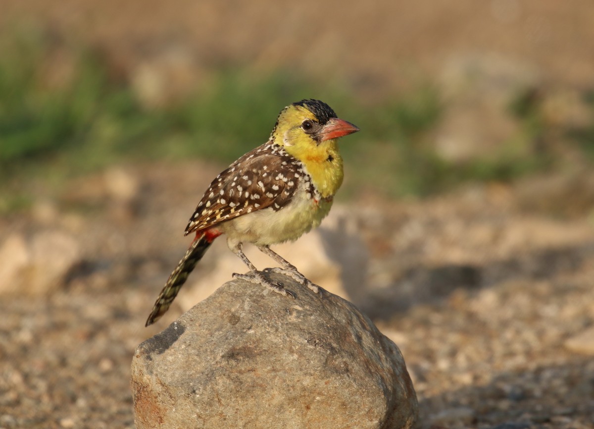 Yellow-breasted Barbet - ML189164511