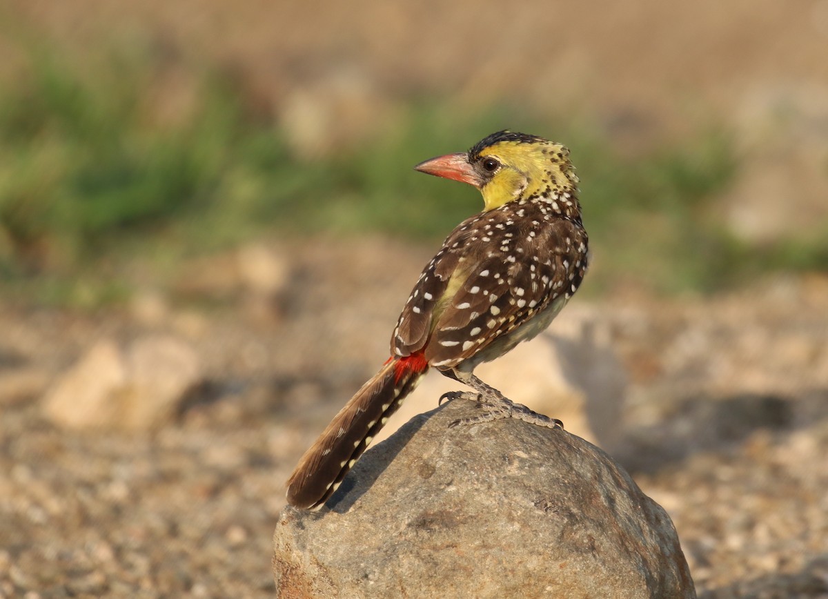 Yellow-breasted Barbet - ML189164541