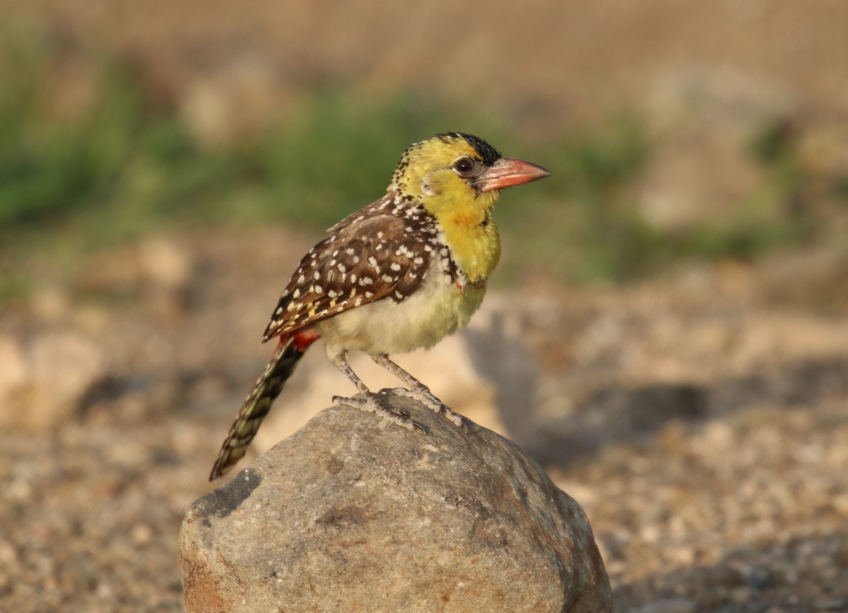 Yellow-breasted Barbet - ML189164551
