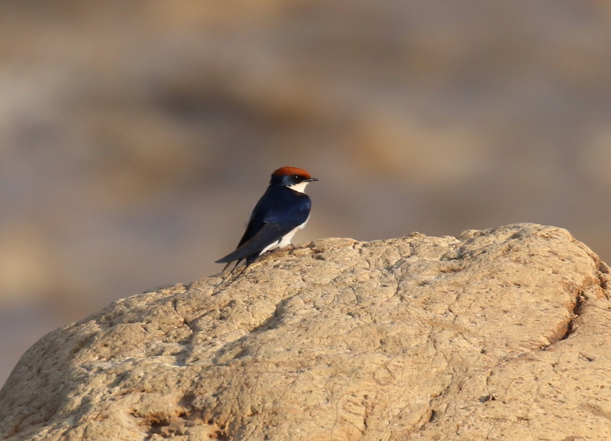 Wire-tailed Swallow - ML189164561
