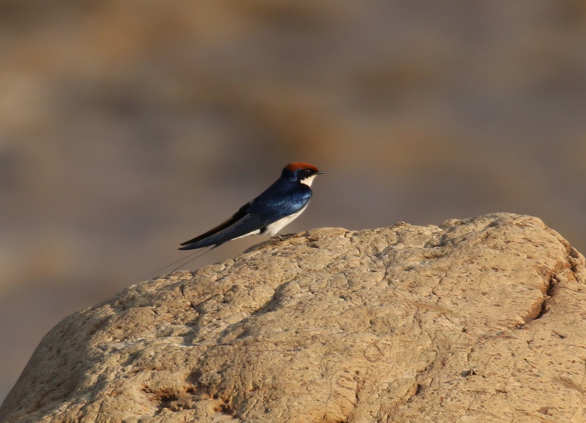 Wire-tailed Swallow - ML189164571