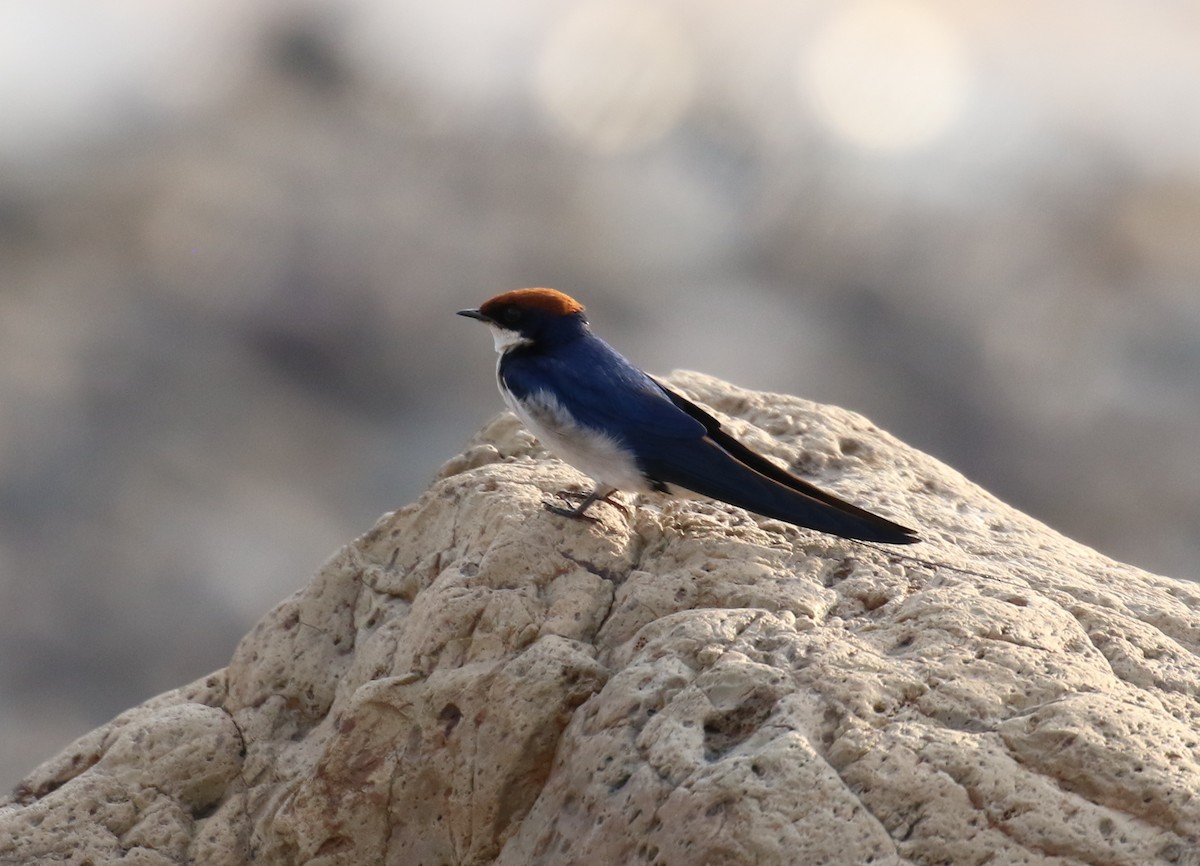Wire-tailed Swallow - ML189164611