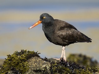  - Black Oystercatcher