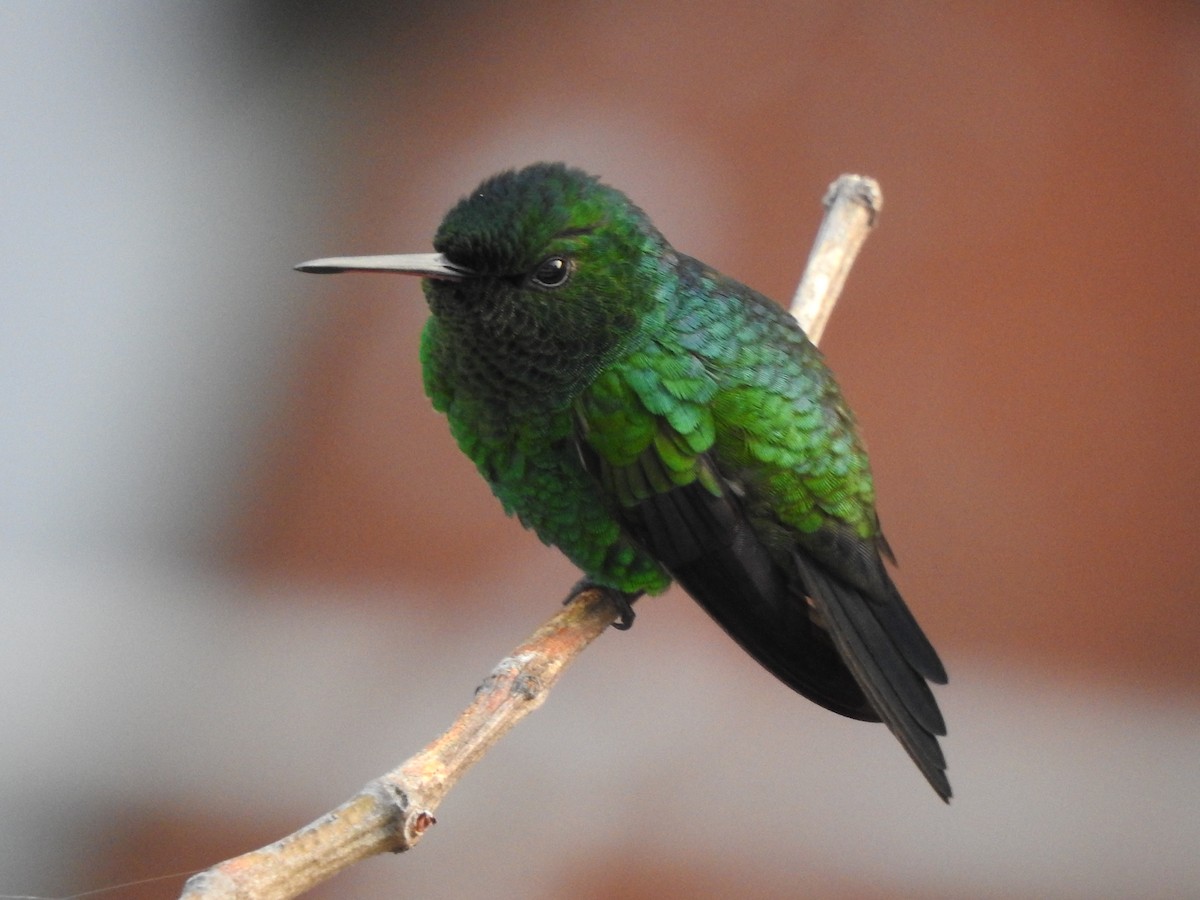 Steely-vented Hummingbird - Diego Solarte