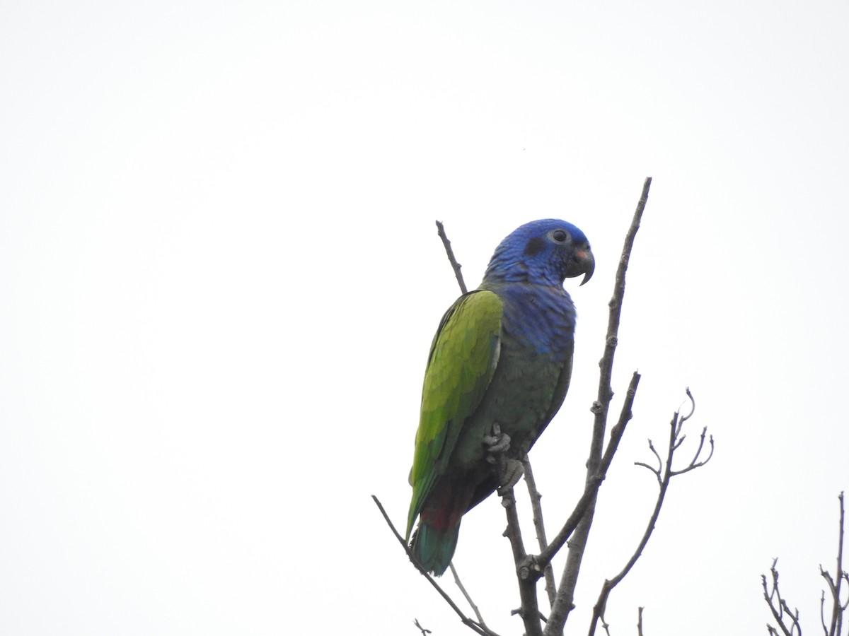 Папуга-червоногуз синьоголовий - ML189171671