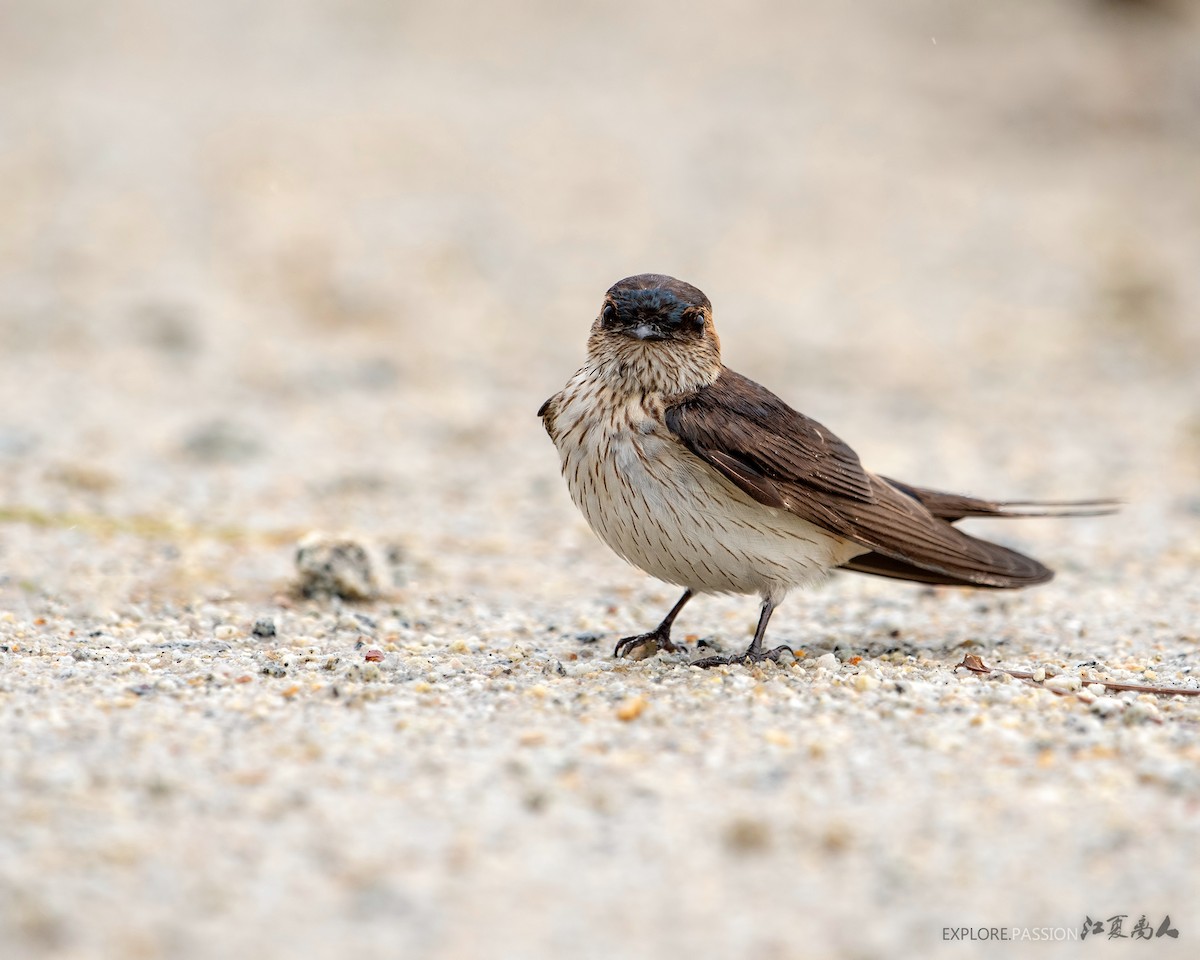 Red-rumped Swallow - ML189175611