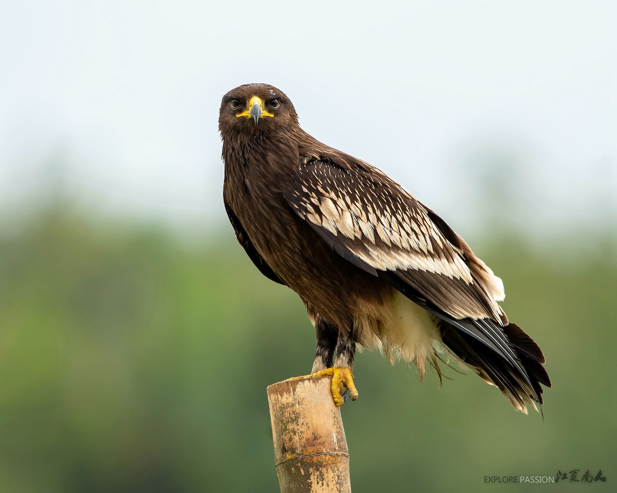 Greater Spotted Eagle - Wai Loon Wong