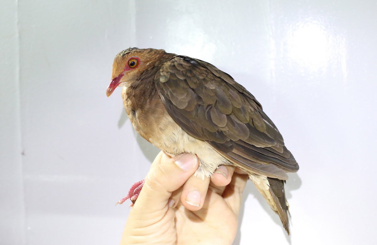 holub hnědočervený - ML189178411