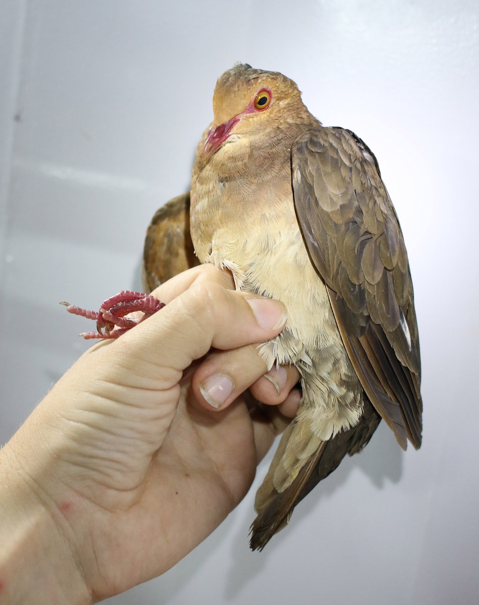 holub hnědočervený - ML189178431