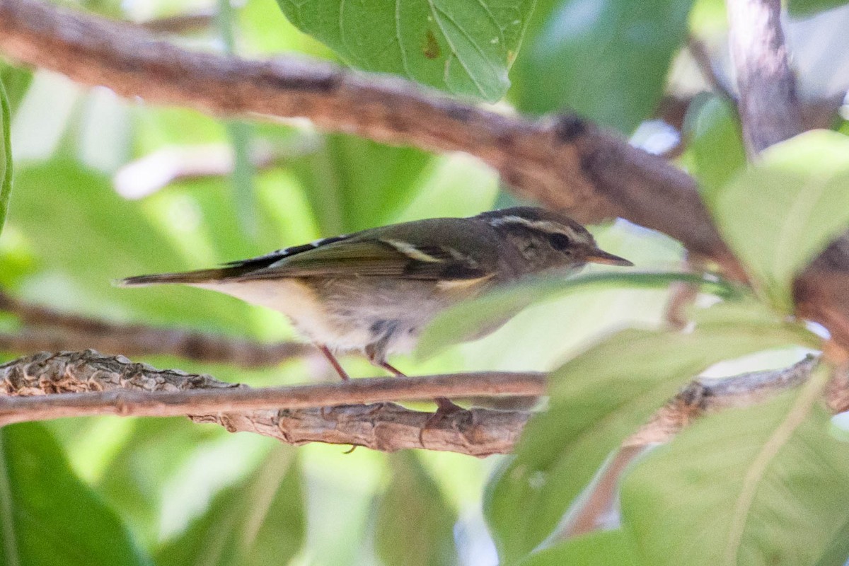 Yellow-browed Warbler - ML189178721