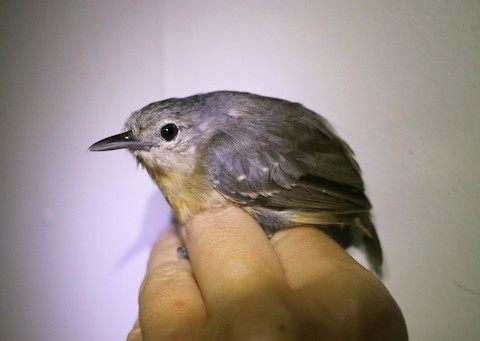 White-flanked Antwren - eBird