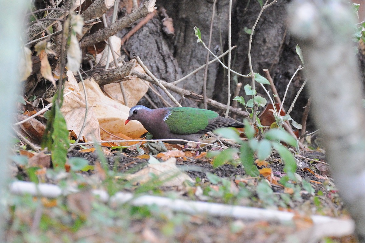 Asian Emerald Dove - terence zahner