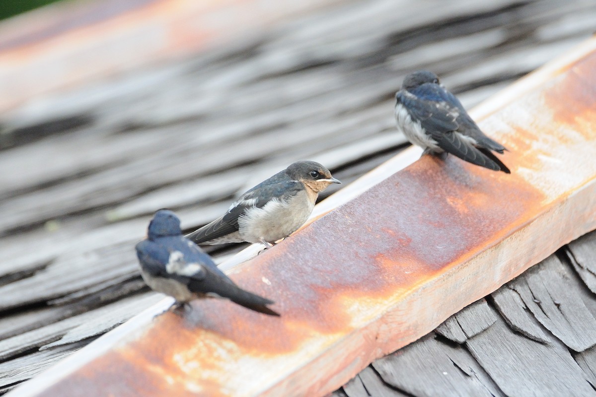 Pacific Swallow - ML189179701